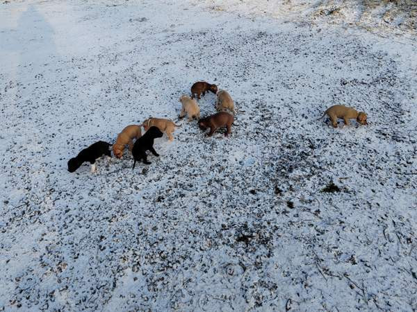 Vahvoja pentuja Rauma - photo 3