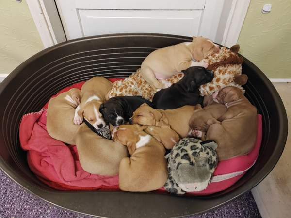 Vahvoja pentuja Rauma - photo 5