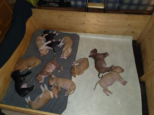 Vahvoja pentuja Rauma - photo 2