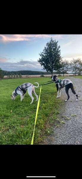 Villapaita (Whippet) 55 cm Kaarina - valokuva 2