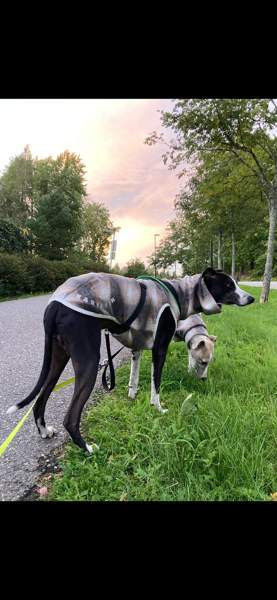 Villapaita (Whippet) 55 cm Kaarina - valokuva 1