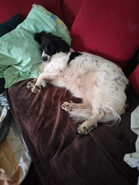 Koiralle kärry  polkupyörään Helsinki - photo 1