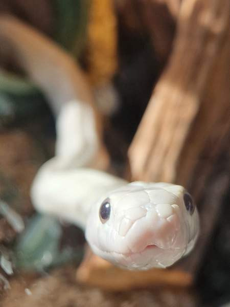 Teksasin rottakäärme Kristiinankaupunki – foto 1