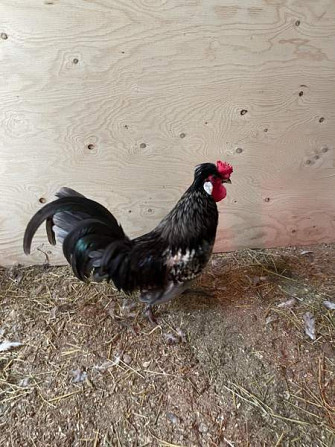 Hieno kukko Janakkala – foto 1