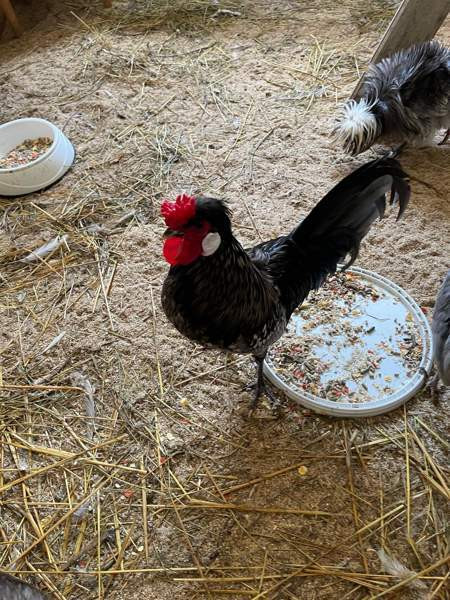 Hieno kukko Янаккала - изображение 3