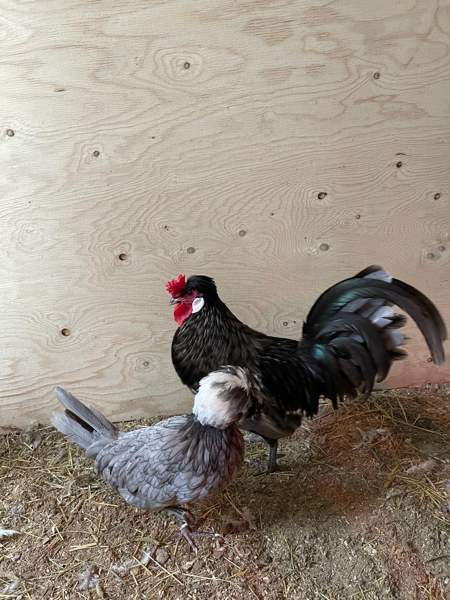 Hieno kukko Янаккала - изображение 2