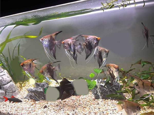 Kalaparvi upeilla evillä. Lehtikala. Rauma - photo 2