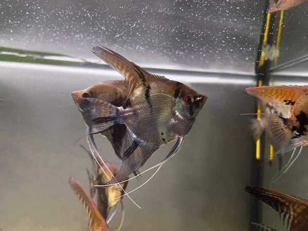 Kalaparvi upeilla evillä. Lehtikala. Rauma - photo 5