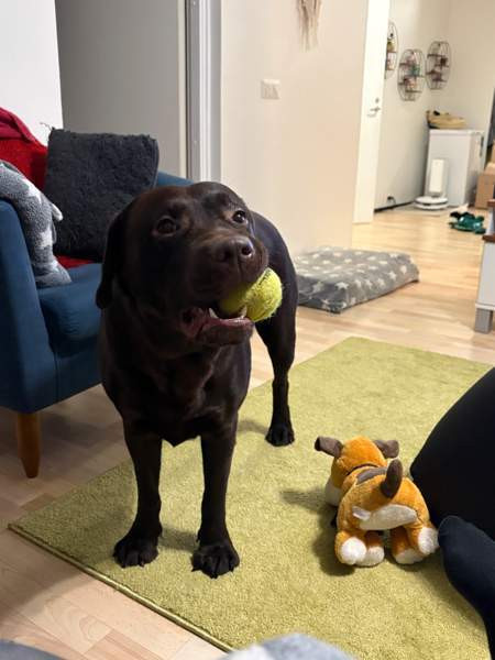 Kastroitu uros Хямеэнлинна - изображение 2