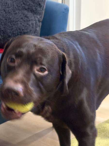 Kastroitu uros Хямеэнлинна - изображение 3