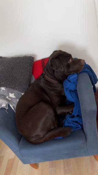 Kastroitu uros Хямеэнлинна - изображение 1