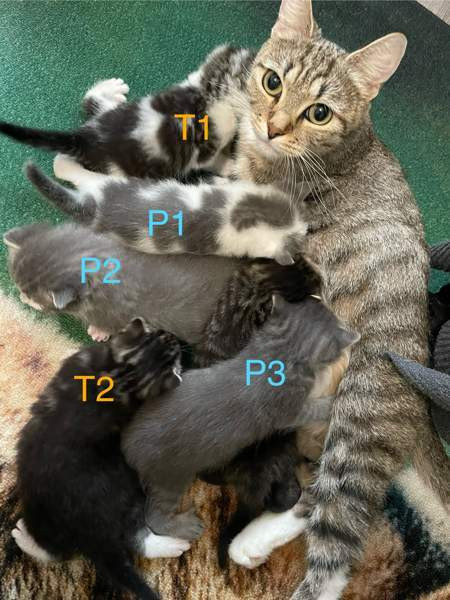 Kissanpentuja VARATTU Haapavesi - valokuva 1