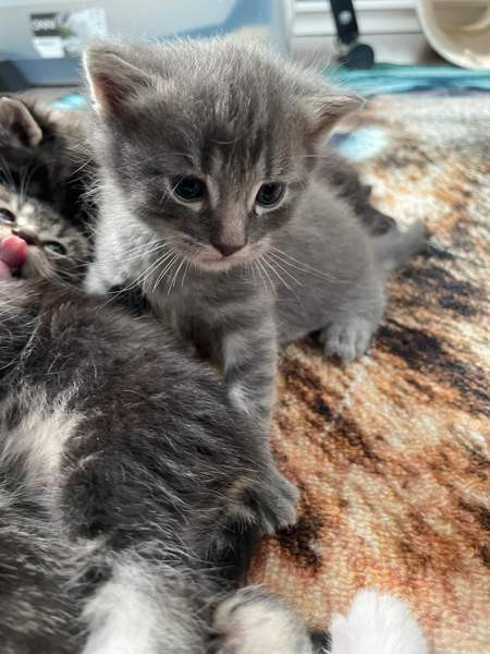 Kissanpentuja VARATTU Haapavesi - valokuva 5