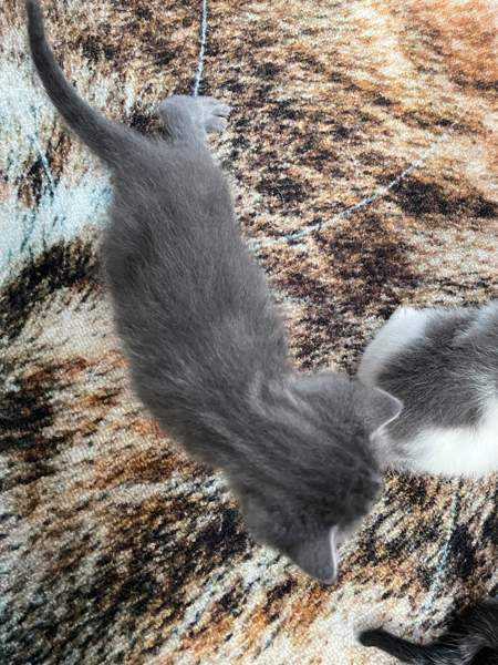 Kissanpentuja VARATTU Haapavesi - valokuva 4