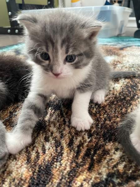 Kissanpentuja VARATTU Haapavesi - valokuva 6