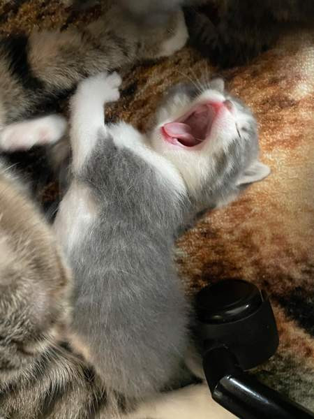 Kissanpentuja VARATTU Haapavesi - valokuva 2