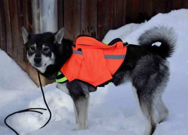 NordicDog Dina GPS-turvaliivi Куопио - изображение 1