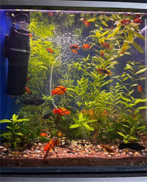 Platyjä Rauma – foto 2