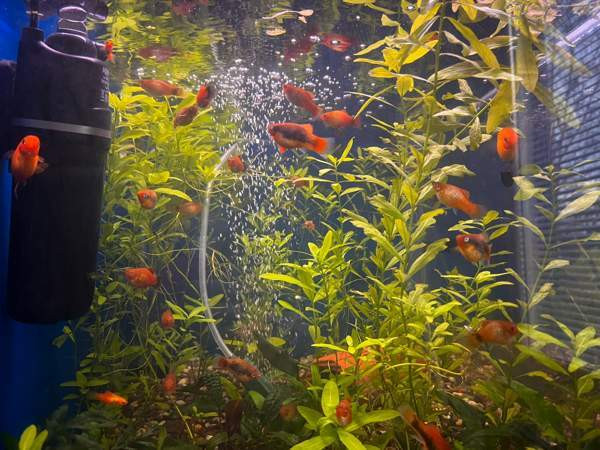 Platyjä Rauma – foto 1