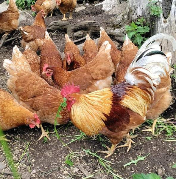 Ruskeita kanoja Kiuruvesi - valokuva 1