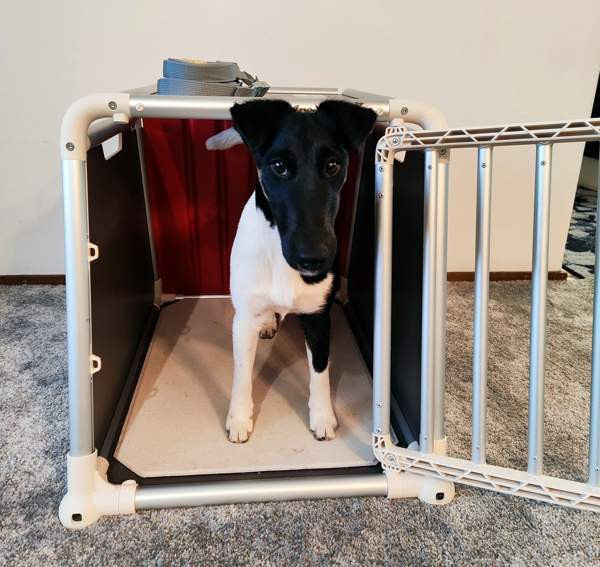 Koiran autohäkki 4Pets ECO 1 Yloejaervi – foto 4