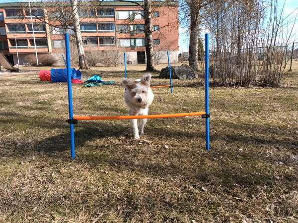 Agilityesteitä kotiin Akaa – foto 1