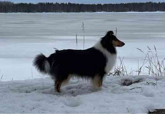VARATTU Collie-narttu - etsii uutta rakastavaa kotia Porvoo