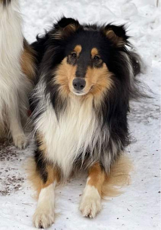 VARATTU Collie-narttu - etsii uutta rakastavaa kotia Porvoo - valokuva 4