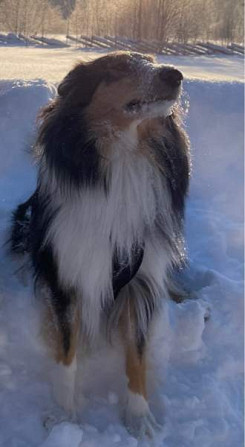 VARATTU Collie-narttu - etsii uutta rakastavaa kotia Porvoo - valokuva 5