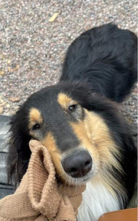 VARATTU Collie-narttu - etsii uutta rakastavaa kotia Porvoo - valokuva 1