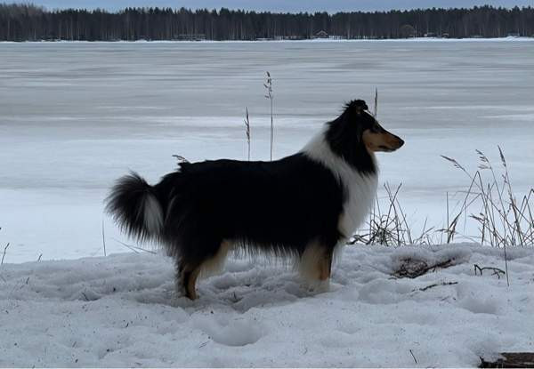 VARATTU Collie-narttu - etsii uutta rakastavaa kotia Porvoo - valokuva 3
