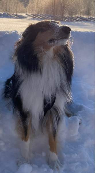 VARATTU Collie-narttu - etsii uutta rakastavaa kotia Porvoo - photo 5