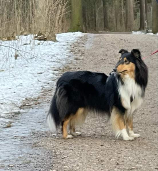VARATTU Collie-narttu - etsii uutta rakastavaa kotia Porvoo - photo 2