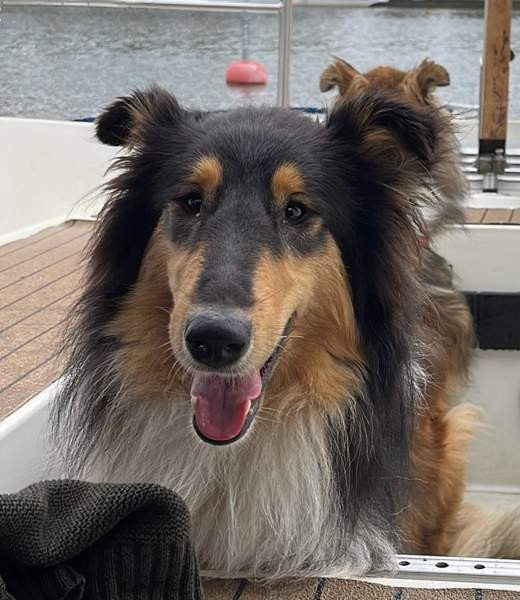 VARATTU Collie-narttu - etsii uutta rakastavaa kotia Porvoo - photo 6