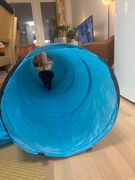 Agilitytunneli Vantaa - valokuva 2