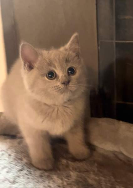 Kissanpentu (naaras) Ylöjärvi - valokuva 1