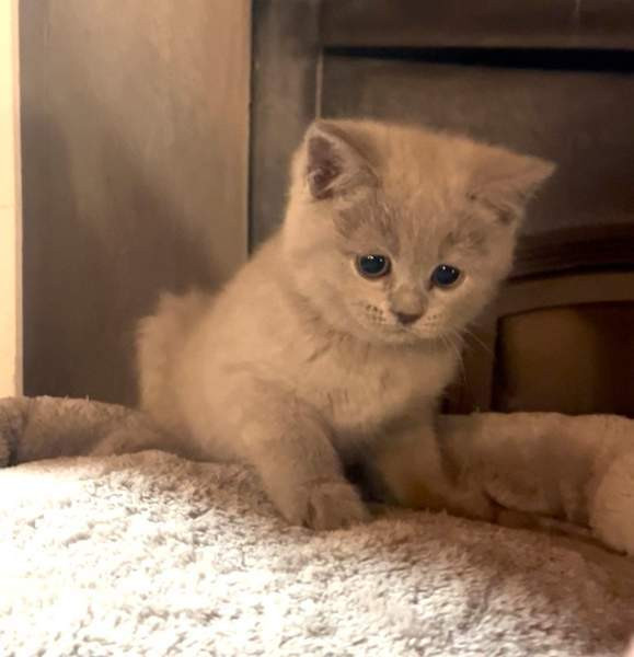 Kissanpentu (naaras) Ylöjärvi - valokuva 4