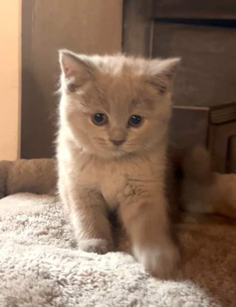 Kissanpentu (naaras) Ylöjärvi - valokuva 5