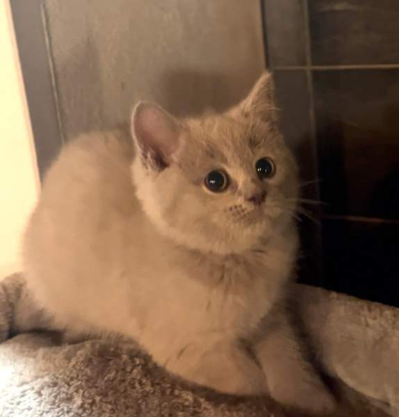 Kissanpentu (naaras) Ylöjärvi - valokuva 7