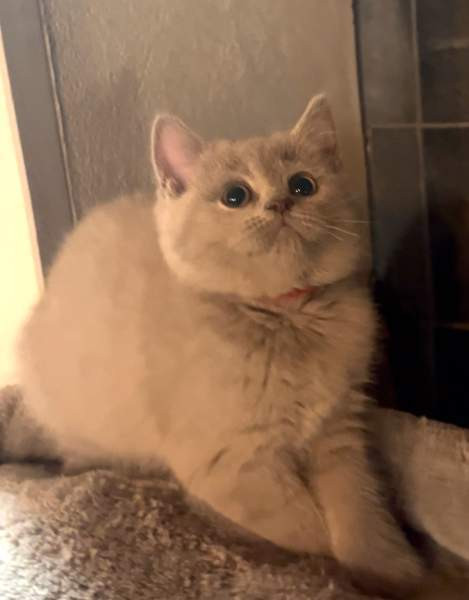 Kissanpentu (naaras) Ylöjärvi - valokuva 2