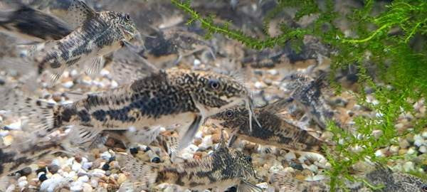 Ruutumonnisia, Scleromystax barbatus Vantaa - valokuva 4