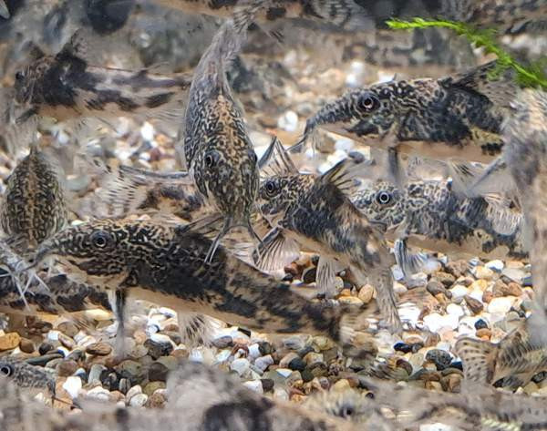 Ruutumonnisia, Scleromystax barbatus Vantaa - valokuva 1