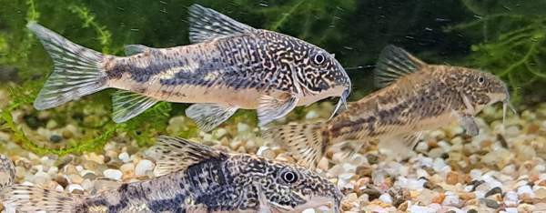 Ruutumonnisia, Scleromystax barbatus Vantaa - valokuva 2