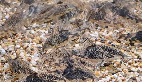 Ruutumonnisia, Scleromystax barbatus Вантаа - изображение 3