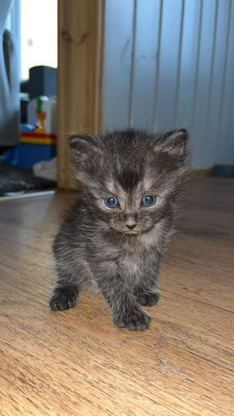 Maatiaiskissan pentu Äänekoski – foto 1