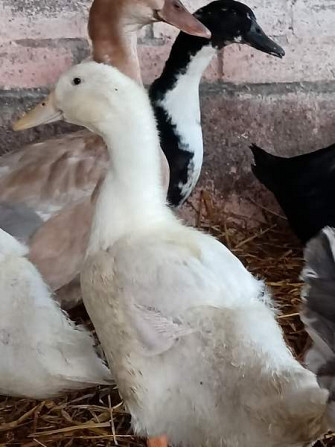 2 akka ankkaa  ja valkoinen ukkoankka nuorikko Haemeenlinna - photo 4