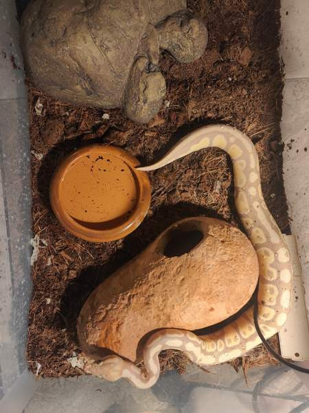 Kuningaspyton Йоэнсуу - изображение 5