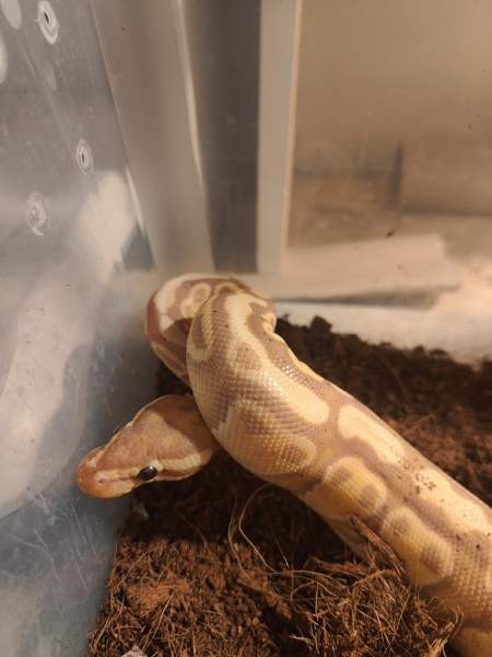 Kuningaspyton Йоэнсуу - изображение 2