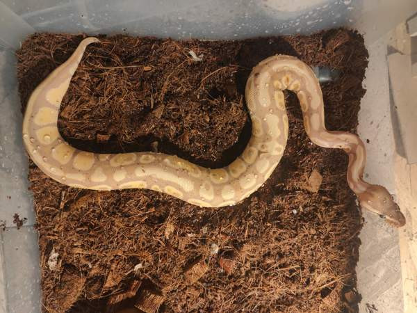 Kuningaspyton Йоэнсуу - изображение 3