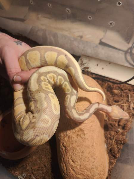 Kuningaspyton Йоэнсуу - изображение 1